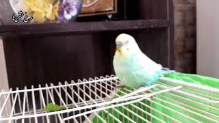 Fat budgie