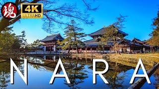 Famous Temple In Nara | Todaiji Temple Japan