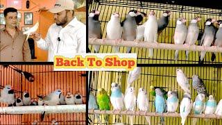 We are Back To Shop With New Collection Of Birds In AL-AAYAT Pet House || Budgies, Love Birds, Finch