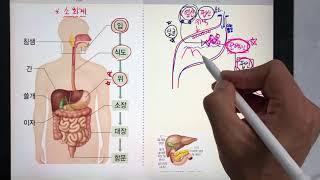 [솬쌤 암기법] [중2][5단원] 소화의 과정, 소화계, 소화 효소 설명만 들어도 그냥 외워지는 마법!