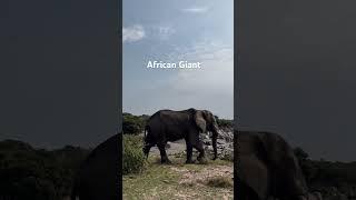 Walking African Giant ( Elephant) in Kogatende Serengeti - During Tanzania Safari Experience!