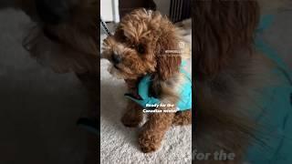 #toypoodle #puppy in winter coat #shorts Ready for Canadian cold ️