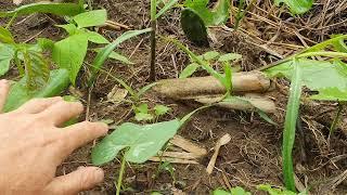 SUGAR CANE in AGROFORESTRY | UPDATE on GOOD RESULTS