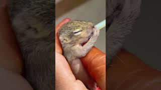 Beauty of Baby Squirrel | Nature