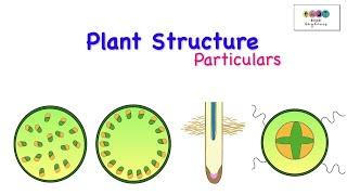 Plant Structure Particulars-Leaving Cert Biology 2025-Biology Bugbears