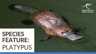 The Platypus | Wildlife Tours Australia | Australian Wildlife Journeys