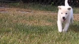 시고르자브종 시골강아지 새끼강아지 어찌 이리 천진난만 Funny Puppies And Cute Puppy