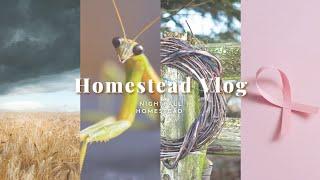 Homestead Vlog Cancer updates | record high Fall temps | Alley foraging