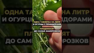 После этого огурцы будут плодоносить до самых заморозков #дача #огород #сад #садоводство