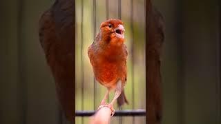 Canary Singing birds sounds at its best | Melodies Canary Bird song #bird #canary #shorts
