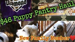 $46 Puppy Pantry Haul/New Family Member #saintpyrenees #greatpyrenees #stbernard