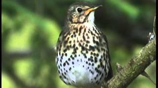 Les Oiseaux de Corrèze N°1 ,(les oiseaux familiers)