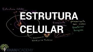 Estrutura Celular | Biologia | Khan Academy