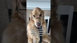 What do you think of Buddy’s performance? #dog #performancereview #goldenretriever #shorts #funnydog