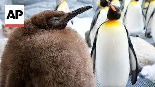 Huge king penguin chick in Australia named Pesto becomes social media star