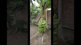 How to Harvest Bananas Like a Pro