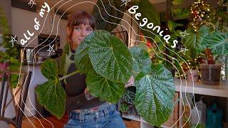 full begonia collection (2024) | my most whimsical houseplants 