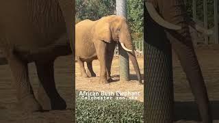 #africanelephant #african #bush #elephant #elephants #zooanimals #zoolife #colchester #zoo #newshort