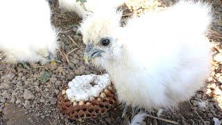 Chicks' Unusual Feast: Removing a Hornet Nest