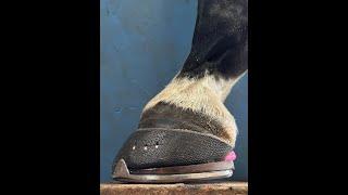 Small Roller Shoe and Hoof Cast for Horse with Low Grade Chronic Laminitis