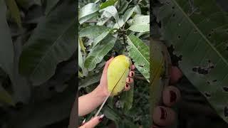 Delicious Mango Cutting Skills #fruit #mango #shorts #asmr #satisfying