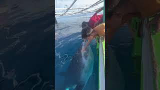 HUGE Whale Shark Asks for Pets!