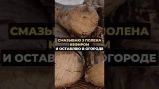 Смазываю 3 полена кефиром и оставляю в огороде #огород #дача #сад