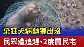 染狂犬病鼬獾出沒 民眾遭追趕、2度闖民宅