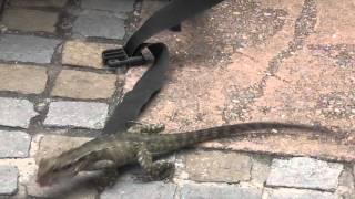 Australia, Gardens in Brisbane 2010