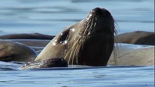 Orcas Attack Sea lion | Nature's Great Events | BBC Earth