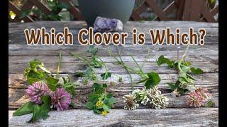 Clover Identification: Which Clover is Which?