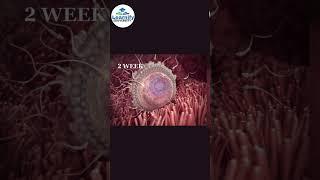 The Next Big Thing In Fetal Devlopment Week By Week || #fetal #fetaldevelopment #zoology #learnify