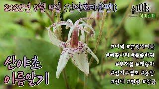 2022년 9월 4일 산야초 이름알기 산약초타운편1 #산야초하이랜더 #진안군 #산약초 #산야초 #약초