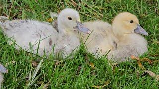 Young muscovy ducks