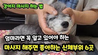 【짱아까미】 엄마의 마사지를 받으면 강아지가 정말 좋아하는 신체부위 6곳과 강아지 마사지하는법│마사지 받을 때 강아지 리얼 반응