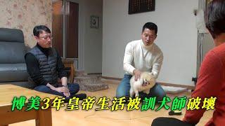 博美pua主人3年，咬傷主人100多次，訓犬師暴力壓制，狗狗秒慫認輸