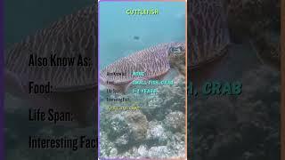 "Meet the Majestic Animals | Animal Name, Facts, and More | YouTube Shorts" #ZB45 #ZoomorphicBytes
