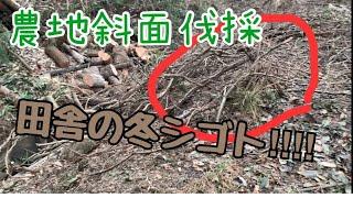 【農家の冬仕事？】農地の改善のための山林斜面伐採‼︎田舎の自然は容赦ない‼︎作物には太陽の光が必須！遮る樹木をツルごと伐倒処理‼︎ #稲屋の田舎チャンネル