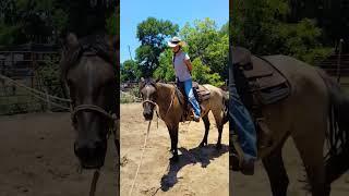 #lunging #exercise #horsebackriding for #balance and a #better #seat