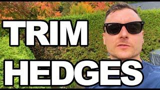 Cedar Hedges | How To Trim | Hedging | Home and Garden