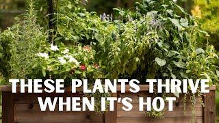 17 Vegetables You Can Grow When It’s Hot