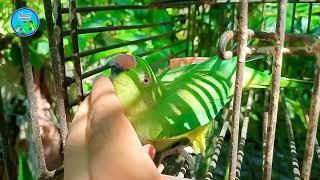 Tame Ringneck parrot {Sahin showkat}