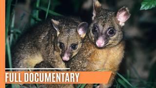 Possums and Predators of the Australian Wilderness | Full Documentary