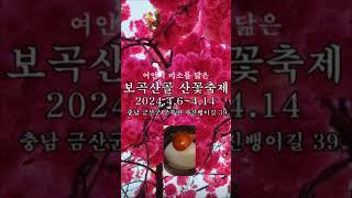 충남 금산군 군북면 보곡산골(자진뱅이길 39) 여인의 미소를 닮은 산꽃축제! 2024년 4월 6일~4월 14일까지. #산꽃축제