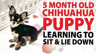 Lucy is Working on 3 New Tricks! | Sweetie Pie Pets Training by Kelly Swift #training #chihuahua