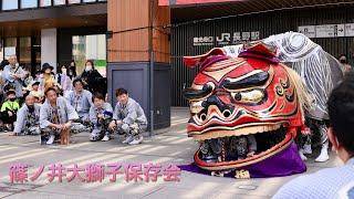 篠ノ井大獅子保存会  おどる獅子舞 Menari Tarian Singa ながの獅子舞フェスティバル2023  Lion Dance  #shishimai#ししまい#barongsai