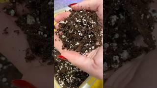  How to Make the Perfect Well-Draining Soil Mix for Healthy Plants  #plants #soilmix #shorts