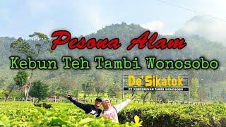 Pesona Kebun Teh Tambi Wonosobo #kebuntehtambi #wonosobo #youtuberngaliyan