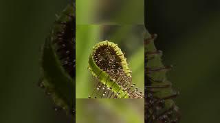 モウセンゴケ属 殺人本能を持つ植物研究者 #shorts