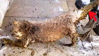 -30℃, a stray cat was smeared with feces, frozen on a bicycle!